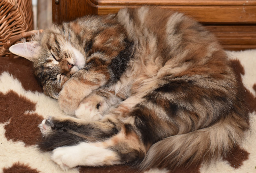 sibirisk katt